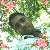 Sahidul Islam, 35, Kottr